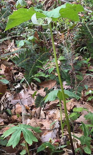 image of Trillium rugelii, Southern Nodding Trillium