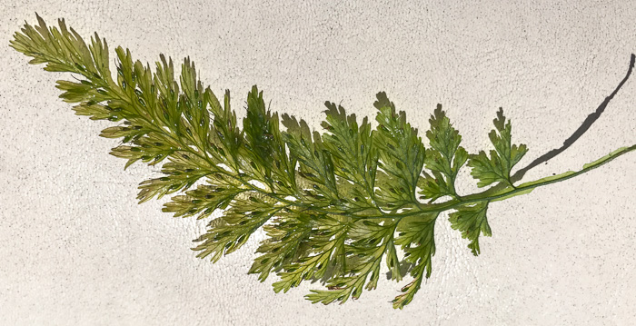 image of Vandenboschia boschiana, Appalachian Filmy-fern, Appalachian Bristle Fern
