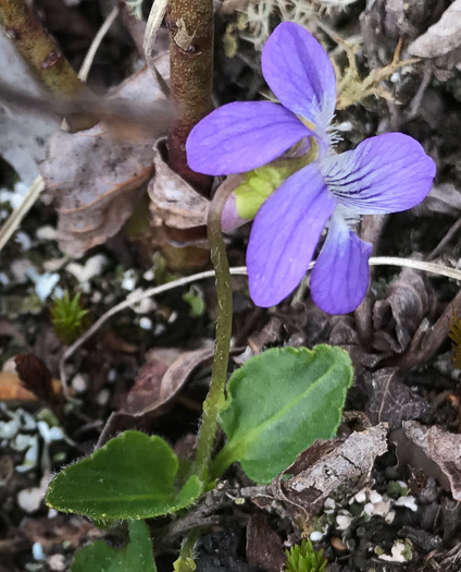 image of Viola fimbriatula, Ovate-leaf Violet, Northern Downy Violet, Sand Violet