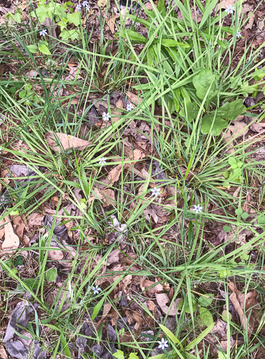 image of Sisyrinchium angustifolium, Narrowleaf Blue-eyed Grass, Stout Blue-eyed Grass