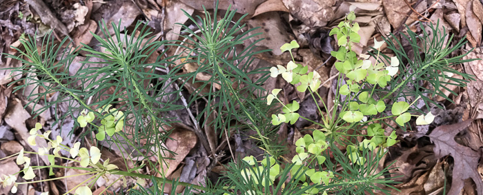 image of Euphorbia cyparissias, Cypress Spurge, Graveyard Spurge