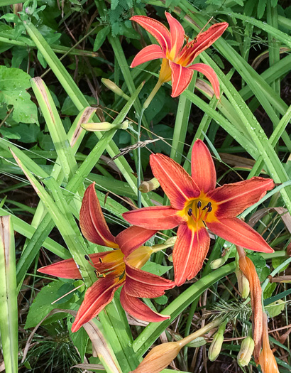 image of Hemerocallis fulva, Orange Daylily, Tawny Daylily, Roadside Daylily