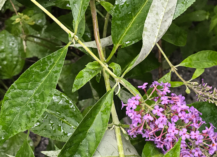 image of Buddleja davidii, Orange-eye Butterflybush, Summer-lilac