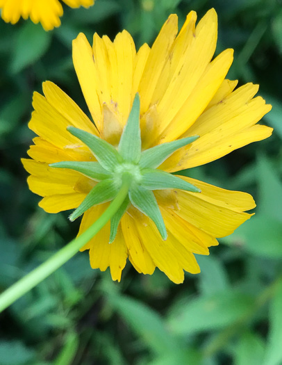 image of Coreopsis pubescens +, Hairy Coreopsis, Star Tickseed