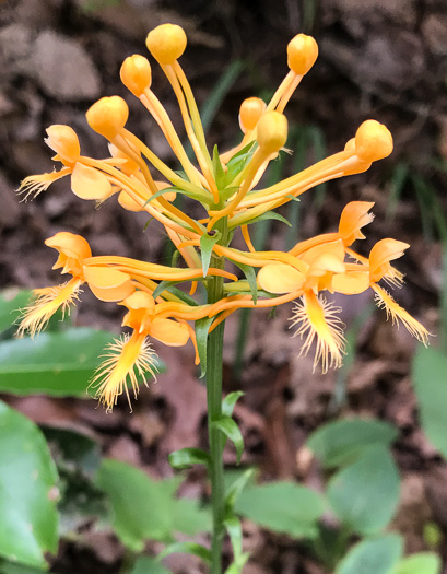 image of Platanthera ciliaris, Yellow Fringed Orchid