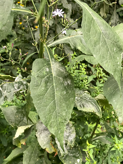 image of Lactuca floridana, Woodland Lettuce