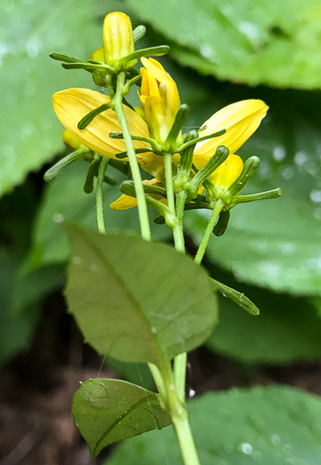 image of Coreopsis latifolia, Broadleaf Coreopsis, Broadleaf Tickseed