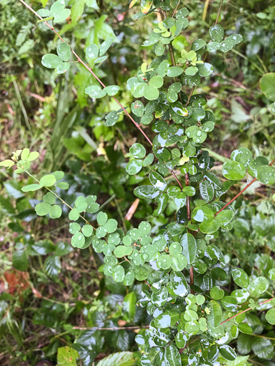 image of Lespedeza violacea, Wand Lespedeza, Wandlike Bush-clover, Violet Bush-clover
