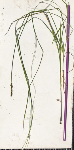 image of Carex vulpinoidea, Fox Sedge