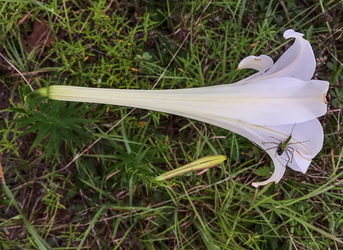 image of Lilium longiflorum, Easter Lily
