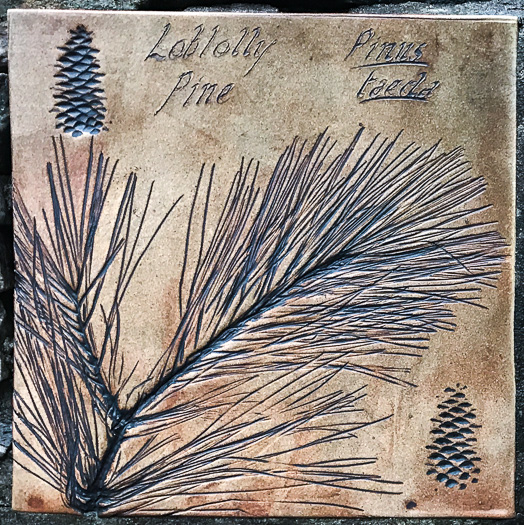 image of Pinus taeda, Loblolly Pine, Old Field Pine