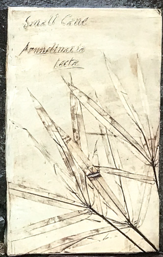 image of Arundinaria tecta, Switch Cane, Small Cane, Mutton Grass