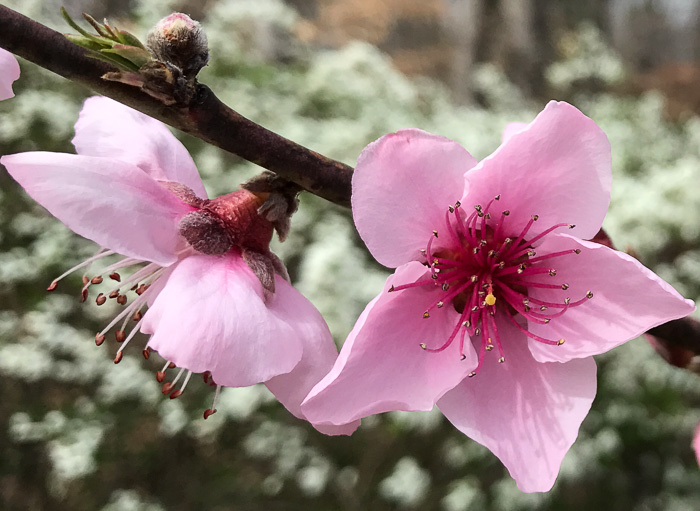 prunus persica flower