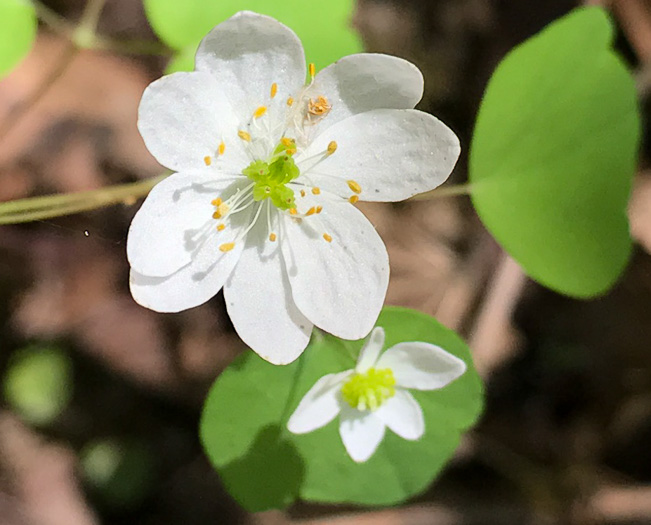 Thalictrum thalictroides, Windflower, Rue-anemone