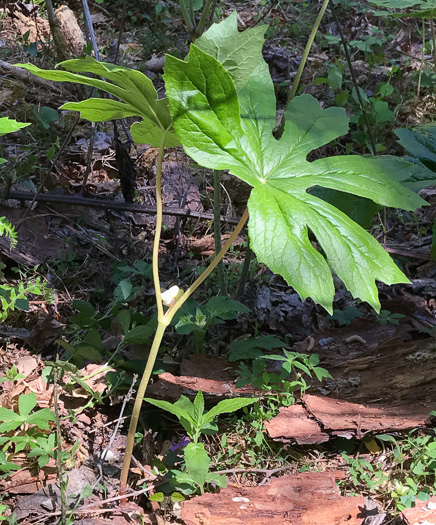 image of Podophyllum peltatum, May-apple, American Mandrake