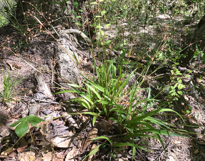 image of Luzula acuminata var. carolinae, Carolina Woodrush, Southern Hairy Woodrush