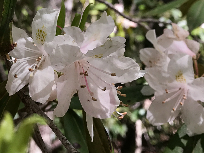 image of Rhododendron carolinianum, Carolina Rhododendron, Punctatum