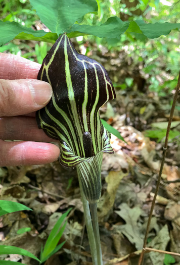 Common Jack-in-the-Pulpit