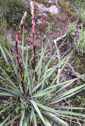 image of Yucca filamentosa, Beargrass, Spoonleaf Yucca, Curlyleaf Yucca, Adam's Needle