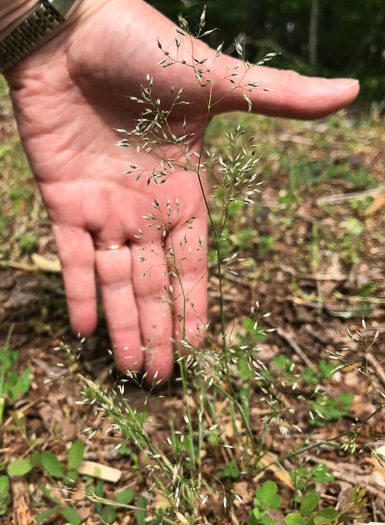 image of Aira caryophyllea, Silver Hairgrass