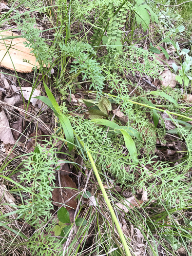image of Packera millefolium, Blue Ridge Ragwort, Yarrowleaf Ragwort, Divided-leaf Ragwort, Blue Ridge Groundsel