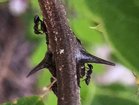image of Robinia hispida var. rosea, Boynton's Locust