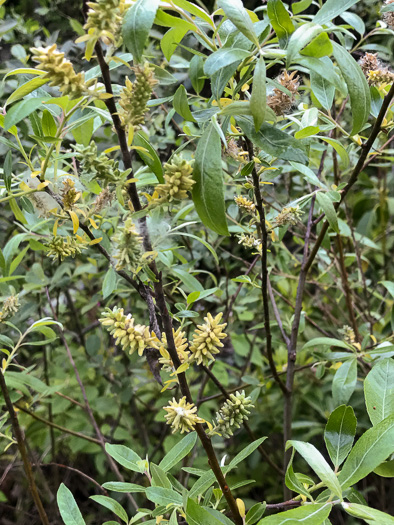 image of Salix humilis, Prairie Willow, Upland Willow