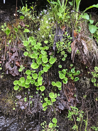 image of Parnassia asarifolia, Kidneyleaf Grass-of-Parnassus, Appalachian Grass-of-Parnassus, Brook Parnassia