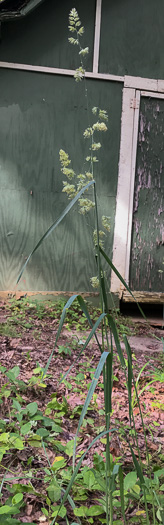 image of Dactylis glomerata, Orchard Grass