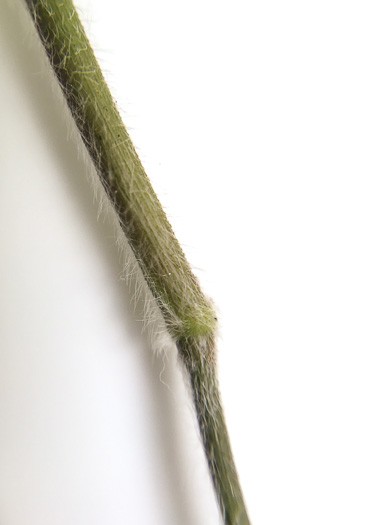 image of Dichanthelium villosissimum var. villosissimum, Whitehair Witchgrass