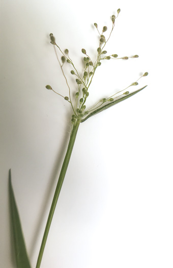 image of Dichanthelium villosissimum var. villosissimum, Whitehair Witchgrass