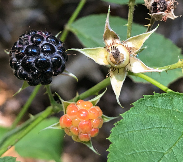image of Rubus occidentalis, Black Raspberry, Blackcap