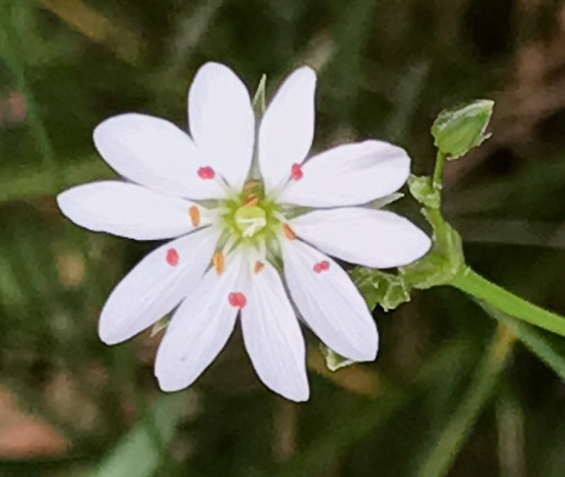 image of Stellaria graminea, Lesser Stitchwort, Grassleaf Starwort