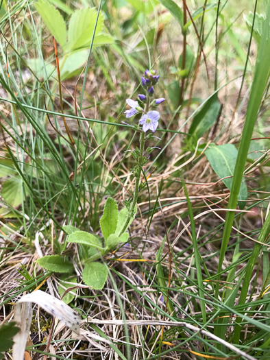 image of Veronica officinalis, Common Speedwell, Gypsyweed, Heath Speedwell