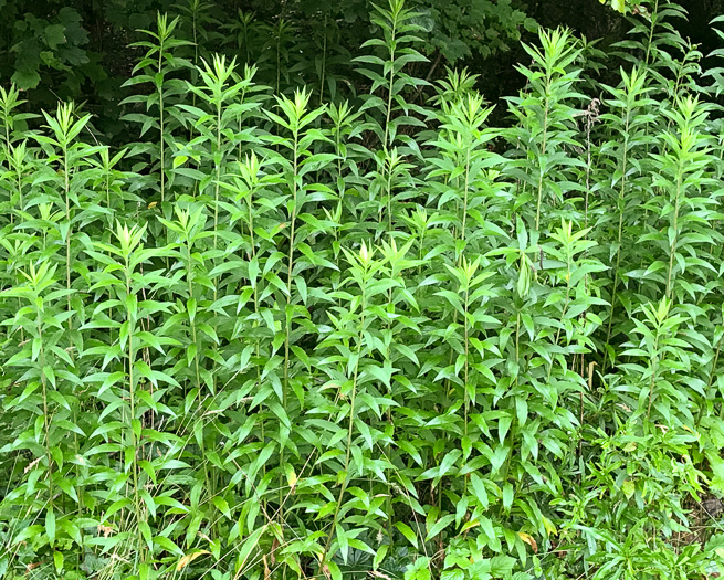 image of Solidago altissima var. altissima, Tall Goldenrod, Field Goldenrod, Common Goldenrod