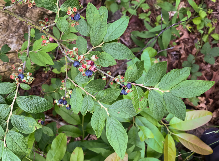 image of Vaccinium corymbosum, Smooth Highbush Blueberry, Northern Highbush Blueberry