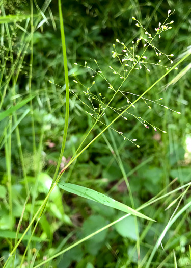 image of Dichanthelium microcarpon, Small-fruited Witchgrass