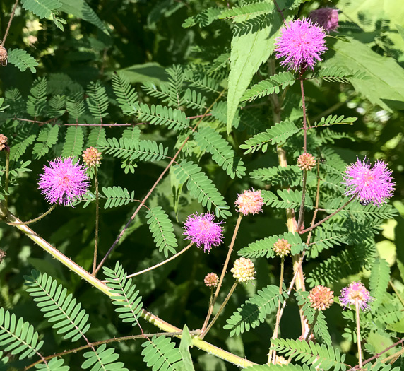 Mimosa microphylla, Littleleaf Sensitive-briar, Eastern Sensitive-briar