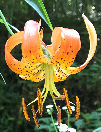 image of Lilium superbum, Turk's Cap Lily