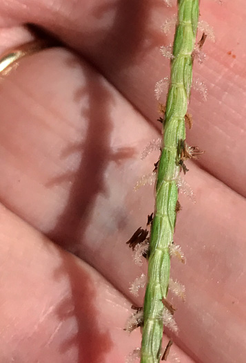 image of Eremochloa ophiuroides, Centipede Grass