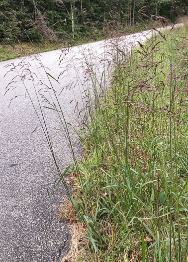 image of Tridens flavus, Purpletop, Purpletop Tridens, Greasy Grass, Tall Redtop