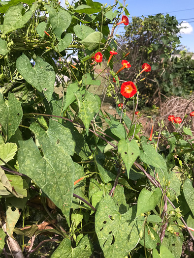 image of Ipomoea coccinea, Small Red Morning Glory, Scarlet Creeper