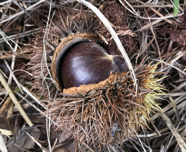 image of Castanea dentata, American Chestnut