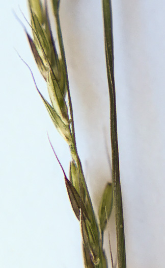 image of Muhlenbergia schreberi, Nimblewill