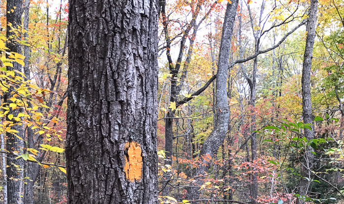 image of Quercus montana, Rock Chestnut Oak, Tanbark Oak