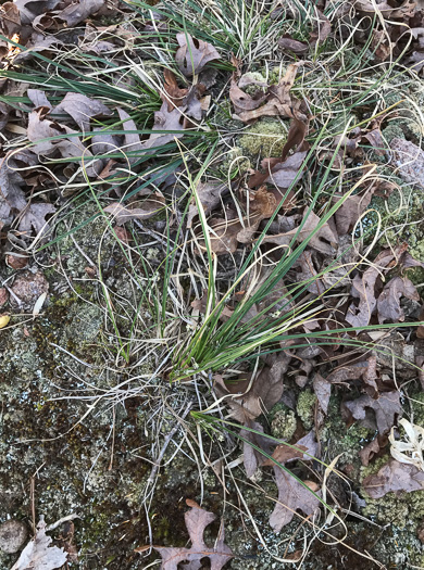 image of Carex nigromarginata, Black-edged Sedge