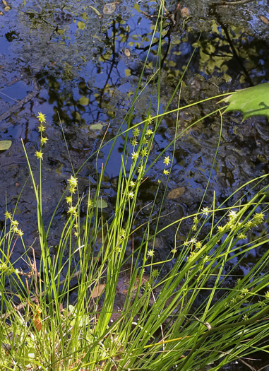 image of Carex atlantica, Prickly Bog Sedge