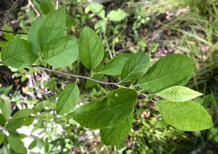 image of Ilex verticillata, Downy Winterberry, Black-alder