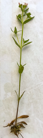 image of Houstonia longifolia var. compacta, Eastern Longleaf Bluet