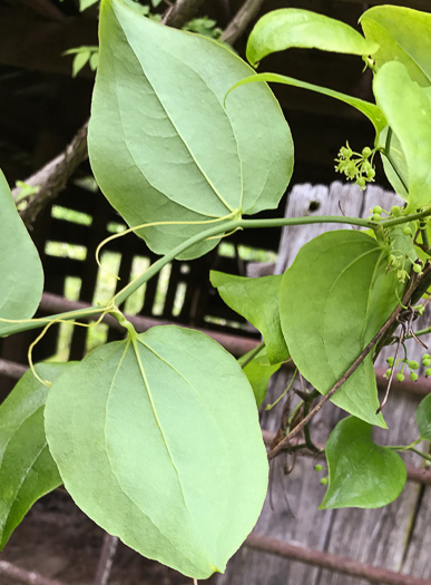 image of Smilax rotundifolia, Common Greenbrier, Common Catbrier, Bullbrier, Horsebrier